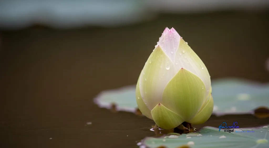 Breaking Free How Limiting Views in Meditation Halt Spiritual Growth – The Path of Gentle Progress