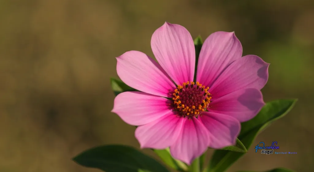 Let Virtue be Preserved Naturally as The Mind Develops – How Virtue Unfolds Naturally from Within